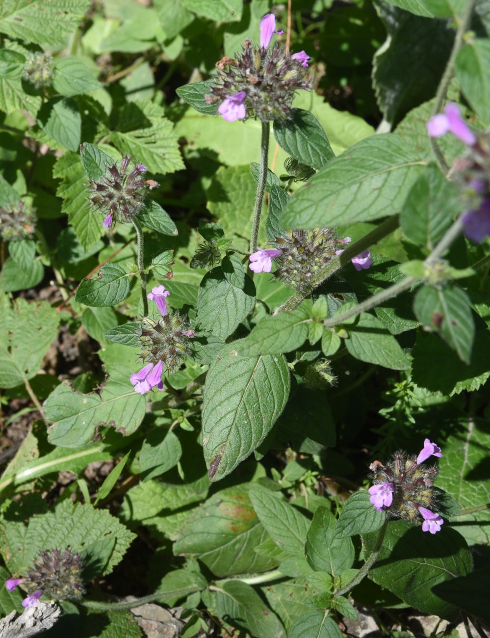 Image of Clinopodium vulgare specimen.