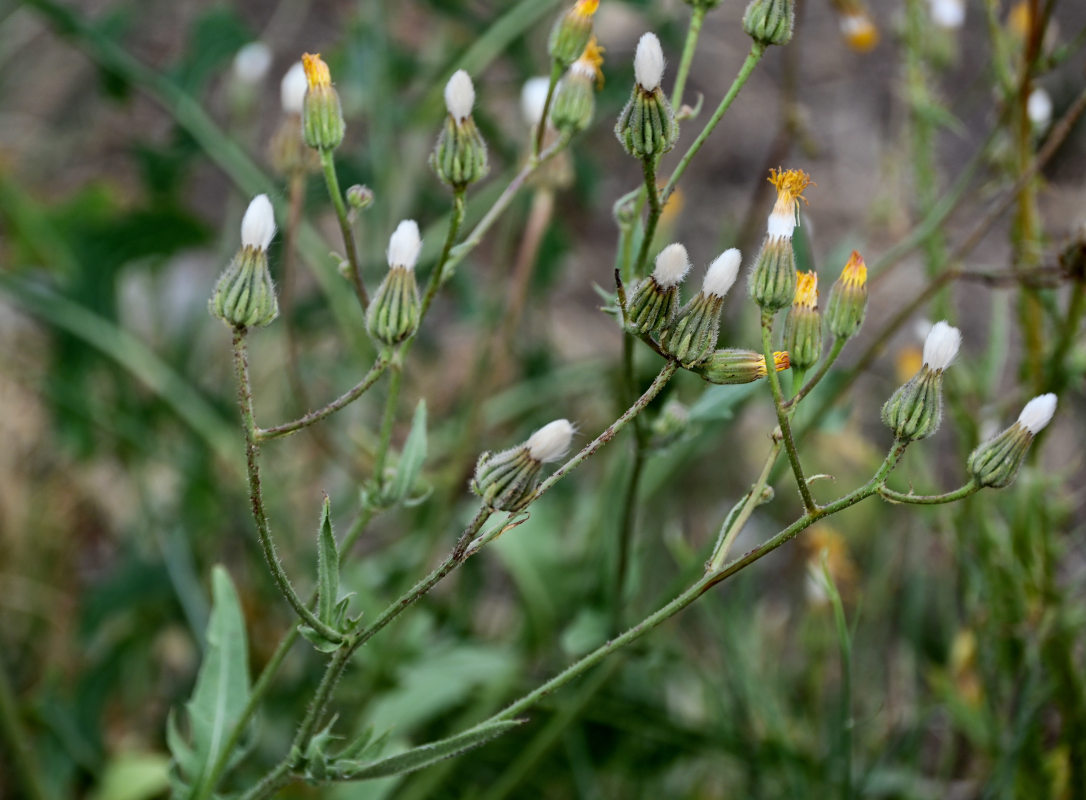 Изображение особи Crepis rhoeadifolia.