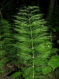 Equisetum sylvaticum
