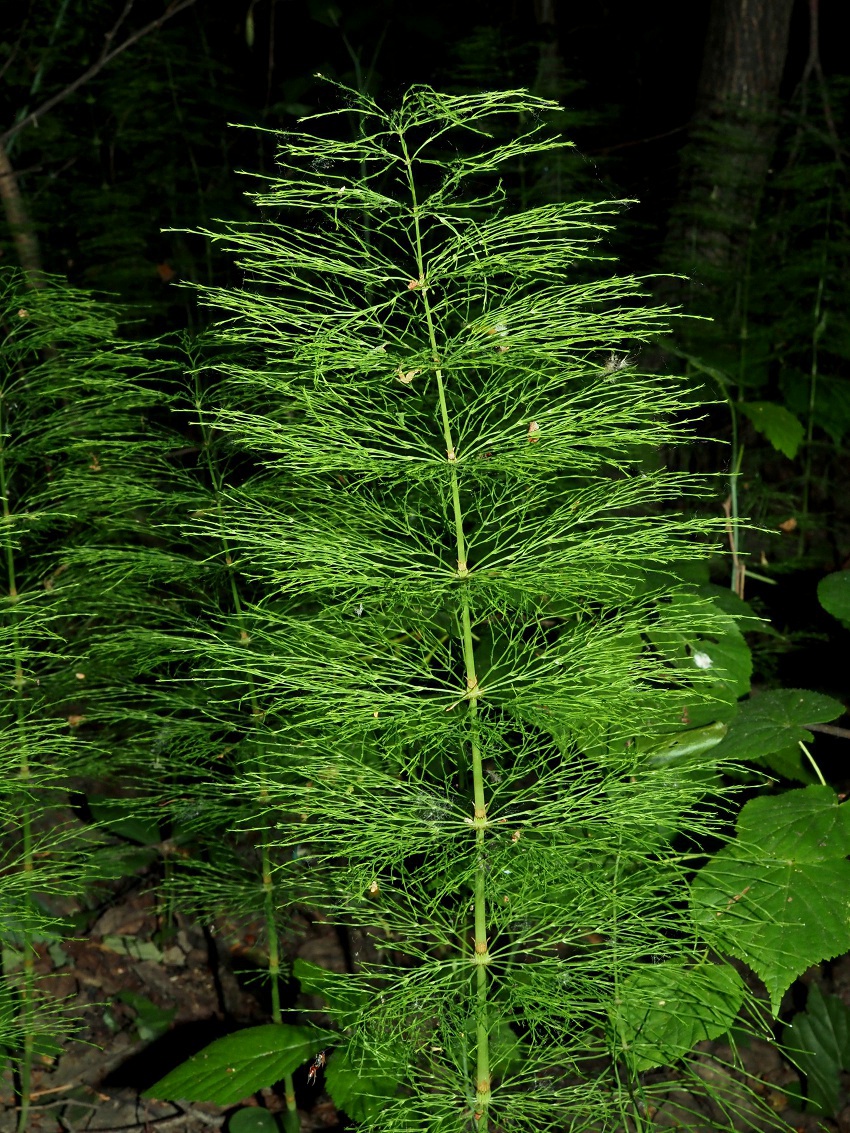 Image of Equisetum sylvaticum specimen.