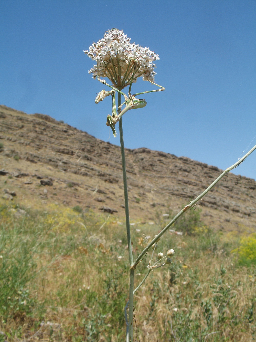 Image of Hyalolaena bupleuroides specimen.