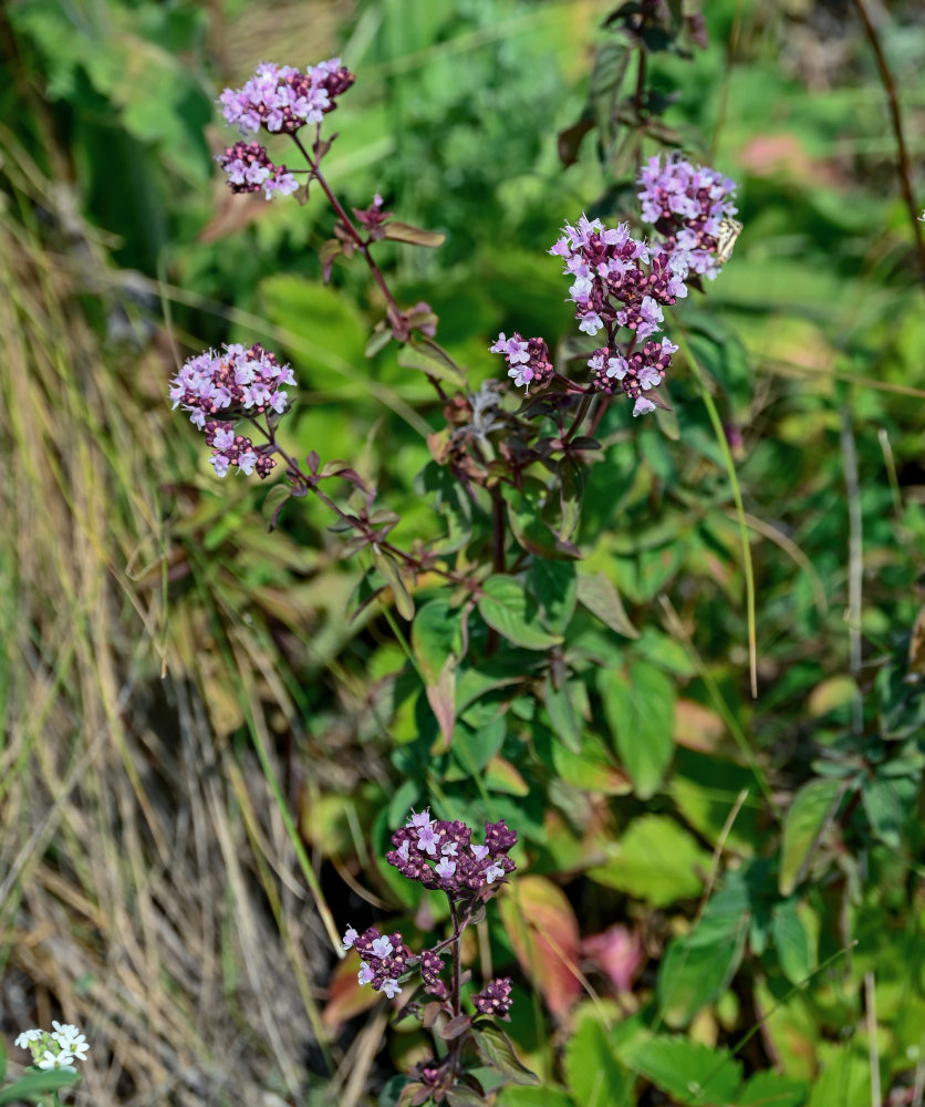 Image of Origanum vulgare specimen.