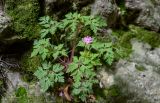 Geranium robertianum. Цветущее растение. Дагестан, Гунибский р-н, Карадахская теснина, на поросшей мхами скале. 02.05.2022.