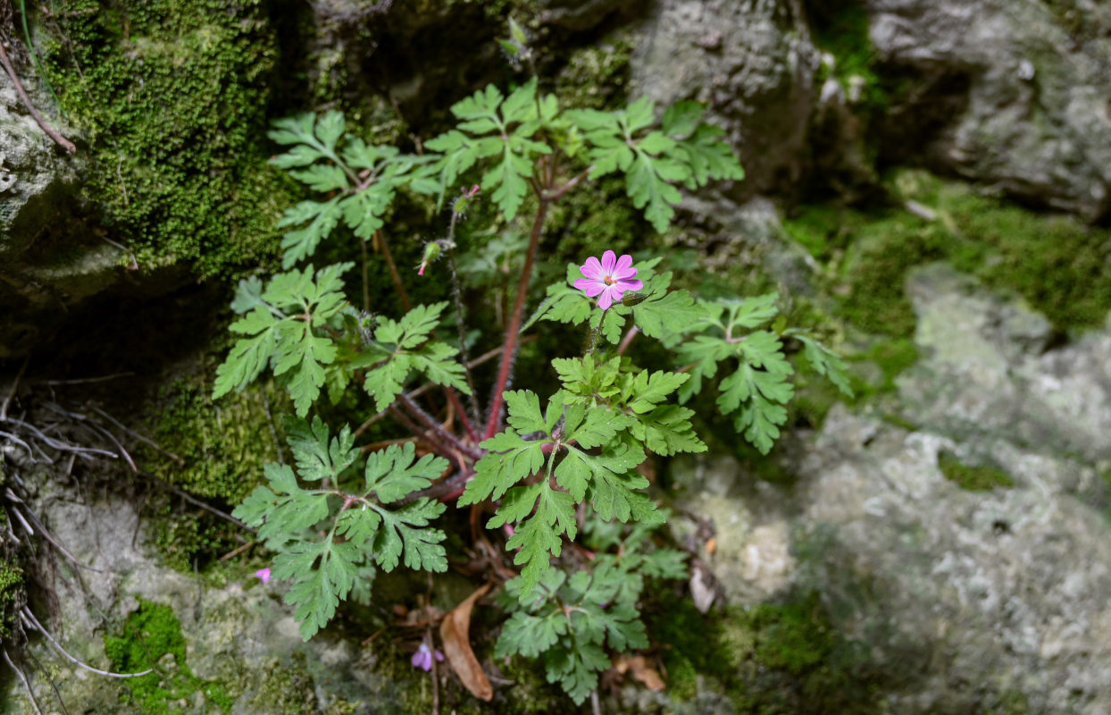 Изображение особи Geranium robertianum.