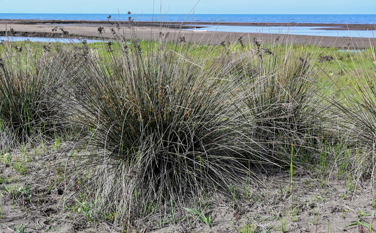 Изображение особи Juncus acutus.