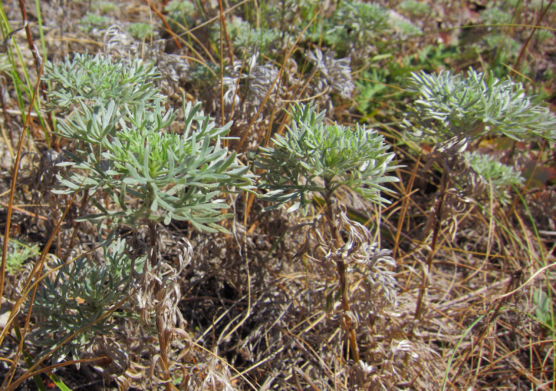 Image of Artemisia sericea specimen.