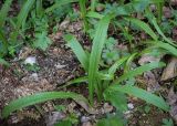 Galanthus woronowii