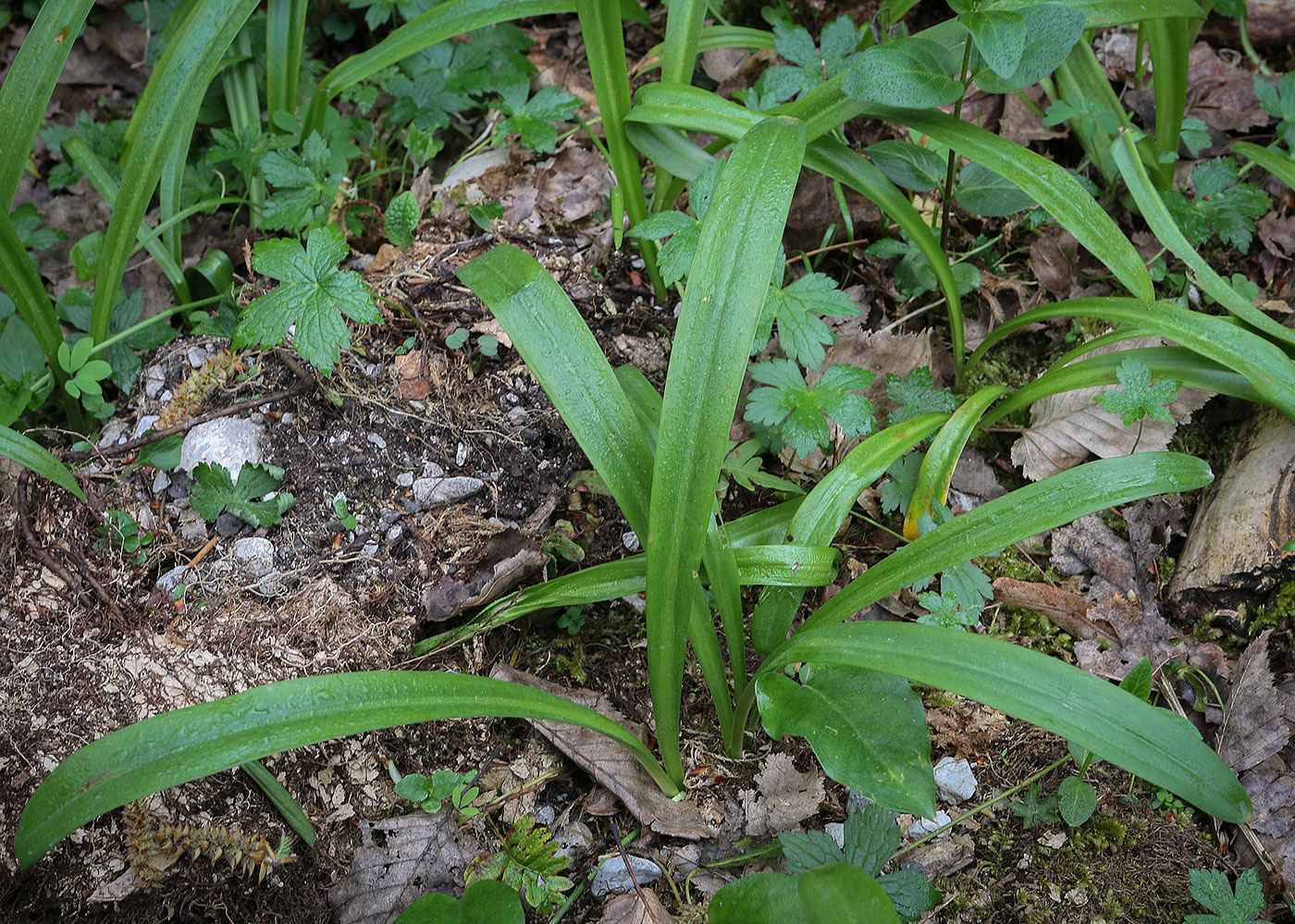 Изображение особи Galanthus woronowii.