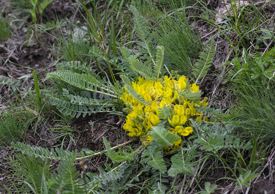 Изображение особи род Astragalus.