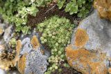 Sempervivum caucasicum