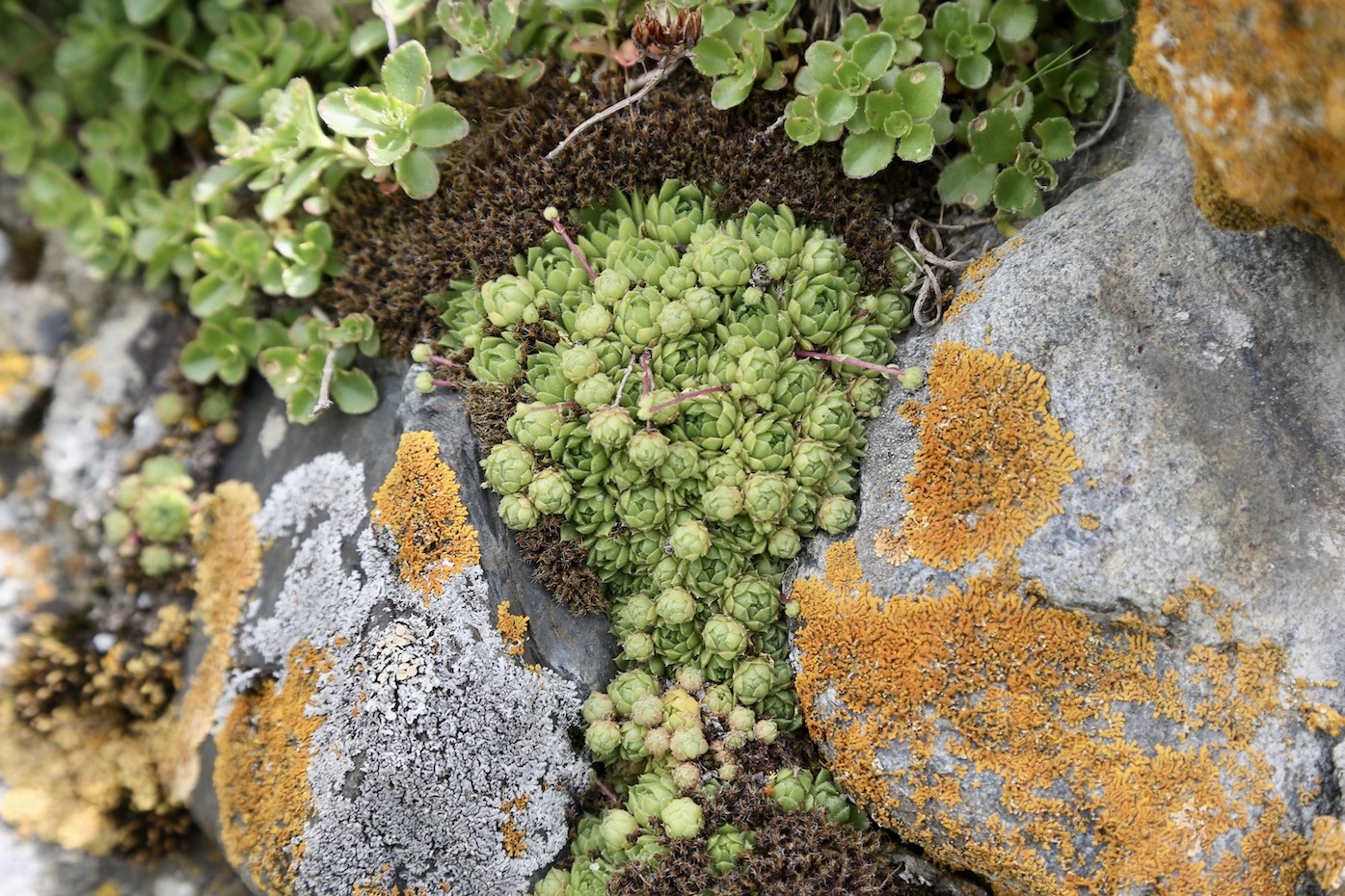 Изображение особи Sempervivum caucasicum.