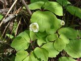 Anemone udensis