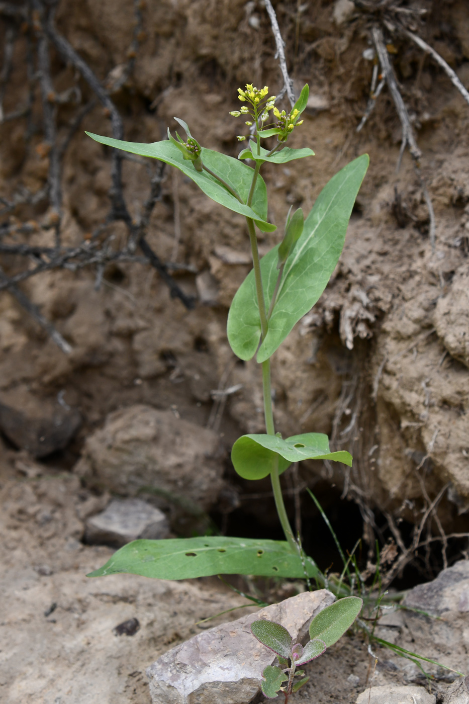 Изображение особи Tauscheria lasiocarpa.