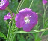 Image of taxon representative. Author is Владимир Папченков