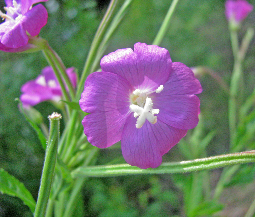 Изображение особи Epilobium hirsutum.