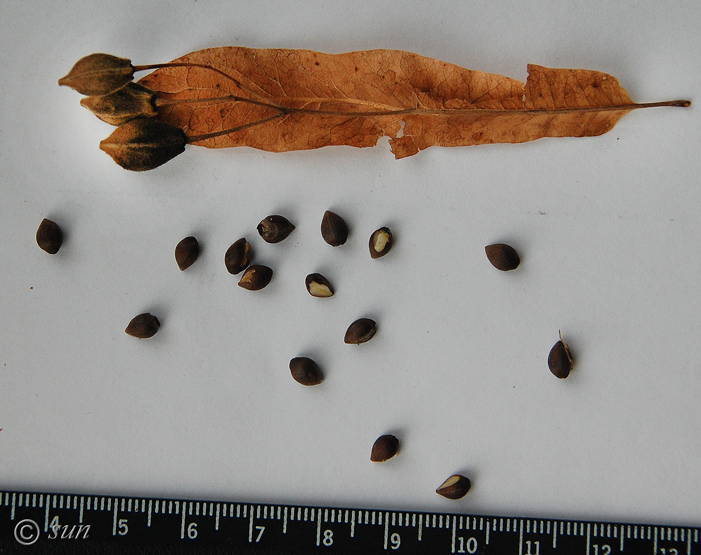 Image of Tilia amurensis specimen.