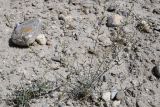Astragalus intarrensis