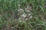 genus Tragopogon