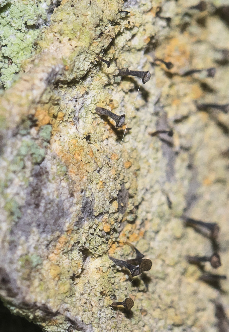 Image of Chaenotheca ferruginea specimen.