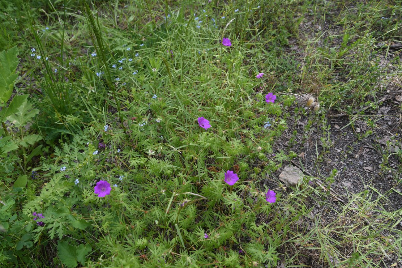 Image of Geranium sanguineum specimen.
