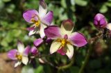 genus Spathoglottis