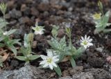 Stellaria eschscholtziana