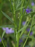 Erysimum hieraciifolium