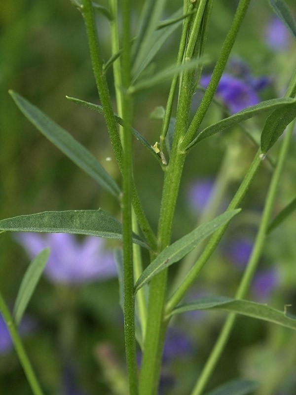 Image of Erysimum hieraciifolium specimen.