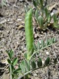 Vicia cordata