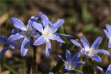 Chionodoxa luciliae. Цветки. Санкт-Петербург, Ботанический сад Петра Великого, северный двор, цветник. 30.03.2025.