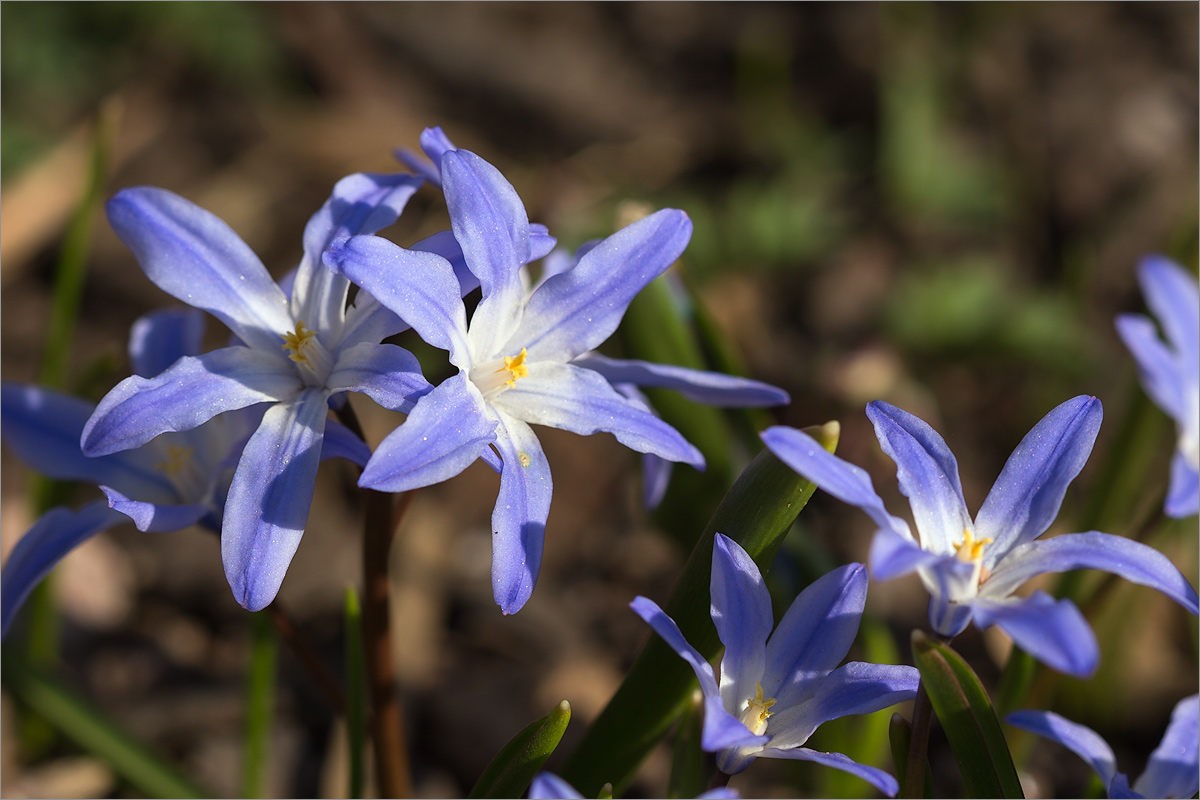 Изображение особи Chionodoxa luciliae.