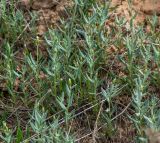 Chardinia orientalis