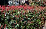 Photinia × fraseri. Верхушки ветвей с нераспустившимися соцветиями. Краснодарский край, Сочи, Адлерский р-н, в культуре. 09.03.2025.