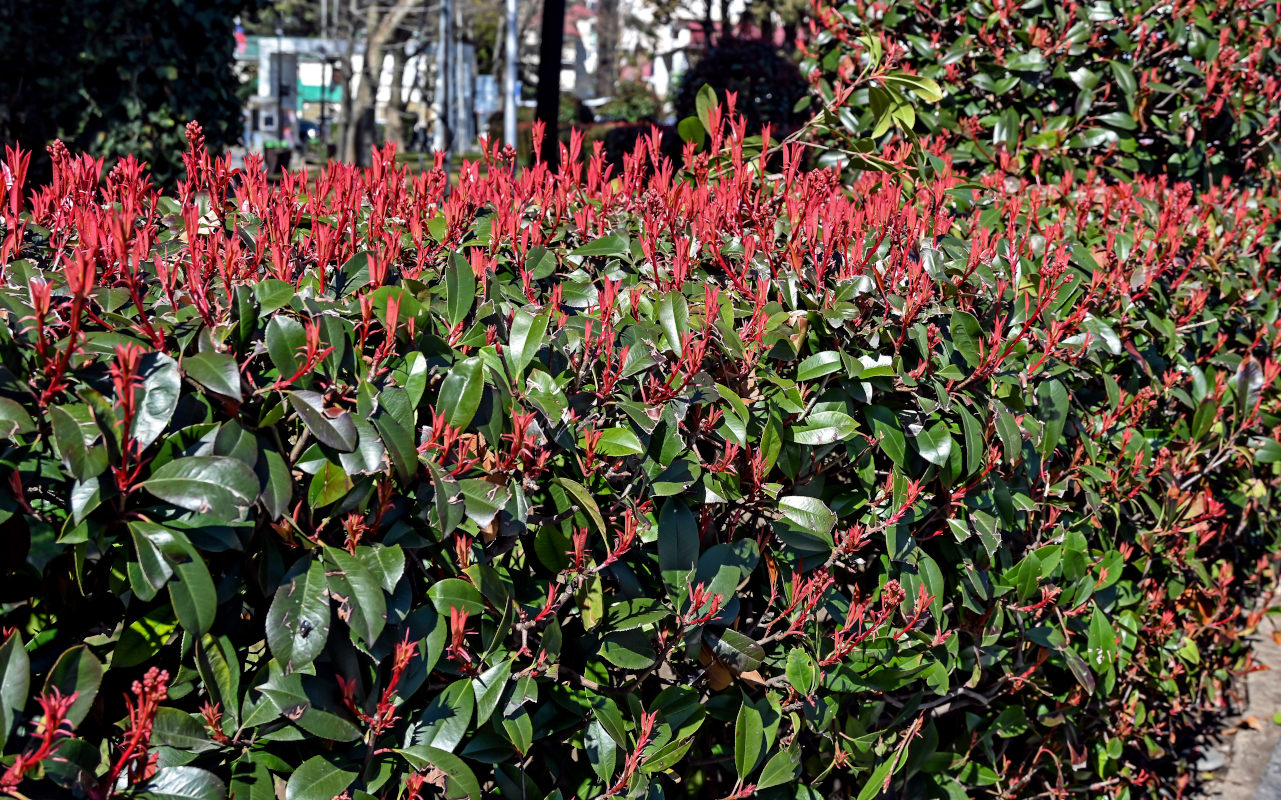 Изображение особи Photinia × fraseri.