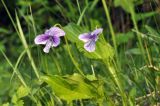 Viola mandshurica. Верхушка цветущего растения. Приморский край, Уссурийский гор. округ, окр. с. Монакино, кромка луга на небольшой сопке. 31.05.2025.