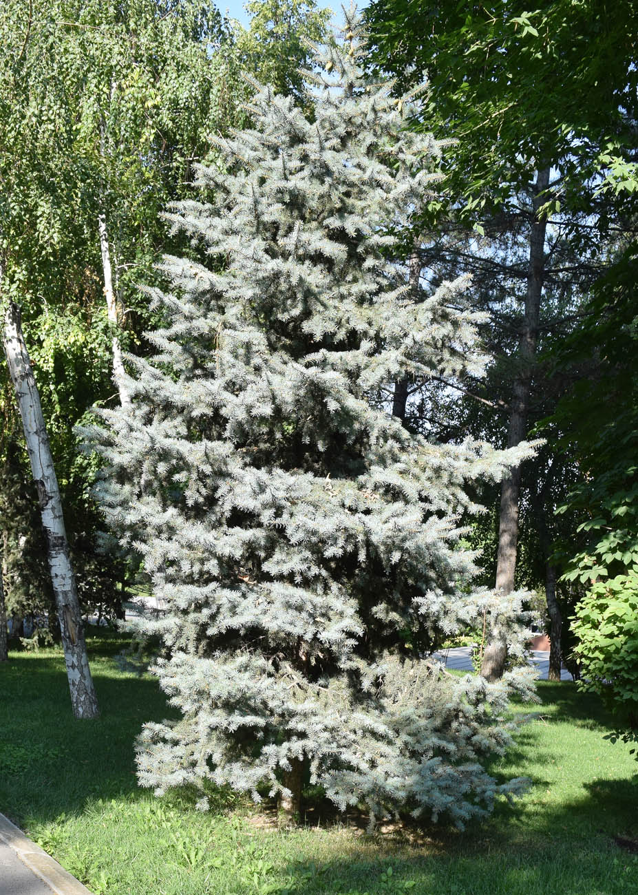 Image of Picea pungens f. glauca specimen.