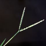 Image of specimen