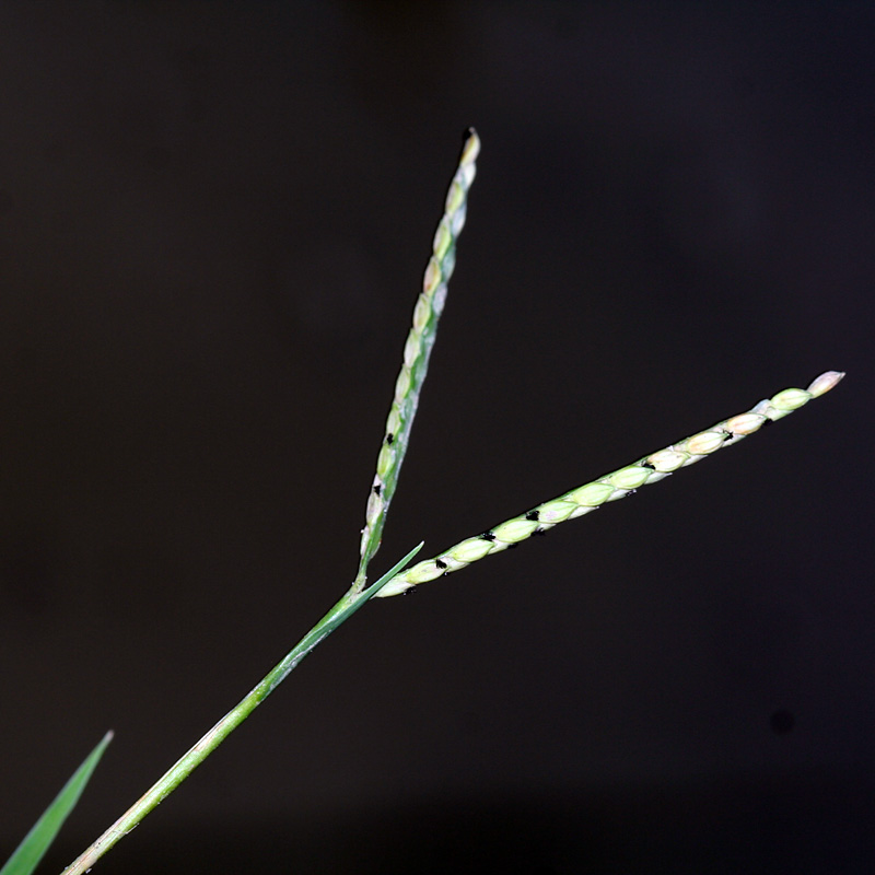 Image of Paspalum paspalodes specimen.