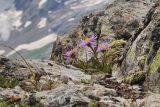 Aster alpinus. Цветущее растение в скальной расщелине. Карачаево-Черкесия, Домбай, гора Мусса-Ачитара, ≈ 2800 м н.у.м., каменистый склон. 18.07.2012.