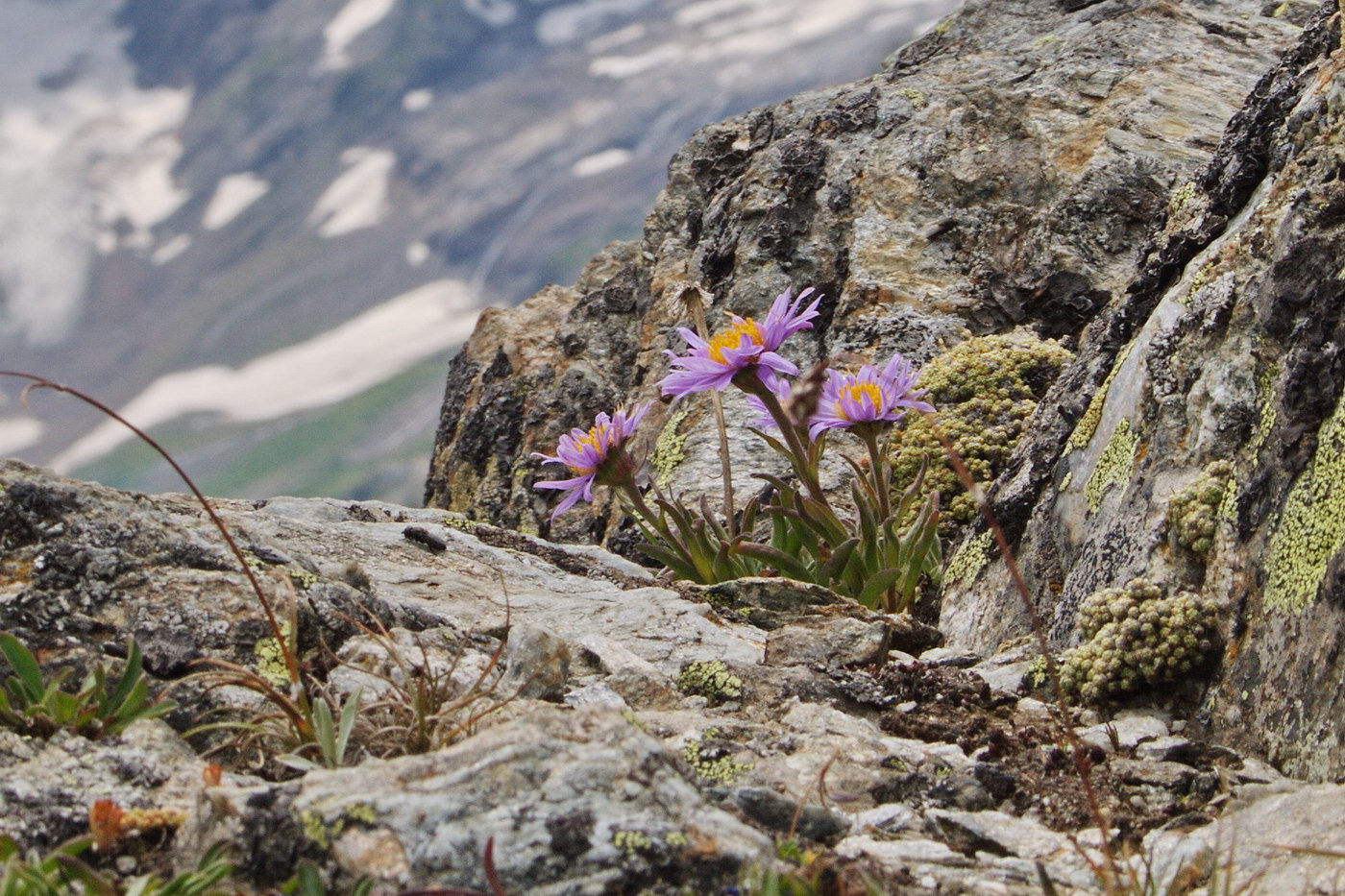 Image of Aster alpinus specimen.