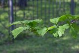 View full-size image genus Crataegus