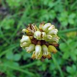 Gastrodia elata