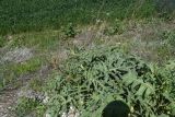 Crambe orientalis. Растение с развивающимся соцветием. Турция, ил Ван, 4 км на ЮВ от дер. Айдынлар, обочина дороги. 21 мая 2025 г.
