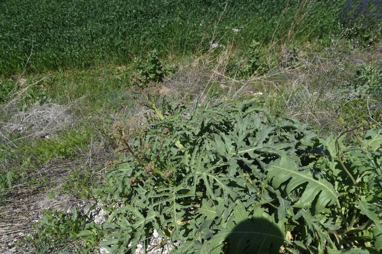 Изображение особи Crambe orientalis.