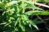 Lobelia sessilifolia. Средняя часть побега. Приморский край, ЗАТО Фокино, окр. пос. Путятин; о-в Путятина, восточное побережье, бух. 2я-5я, луг. 14.08.2025.