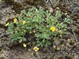 Potentilla incana