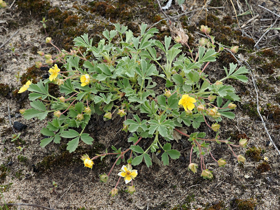 Image of Potentilla incana specimen.