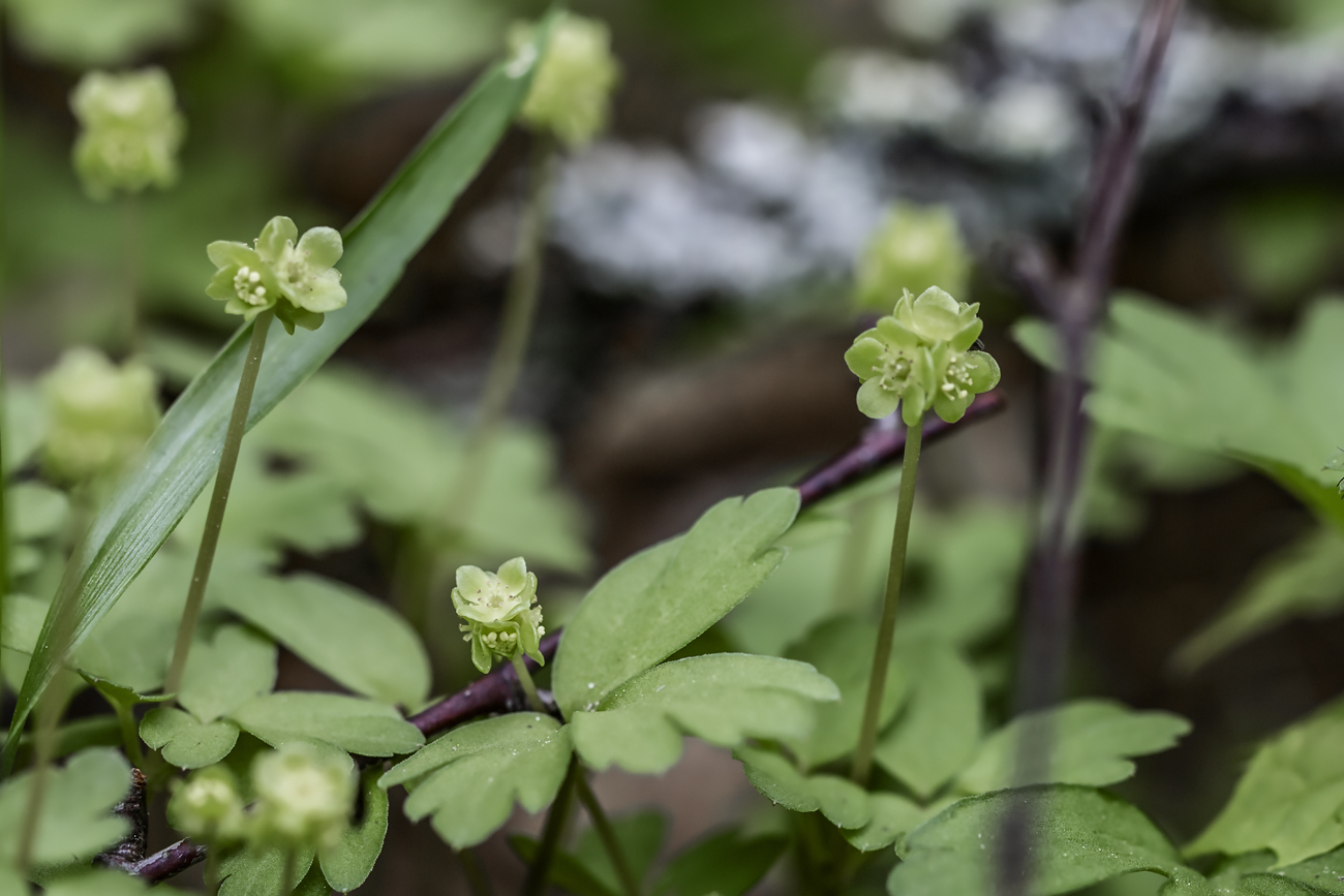 Изображение особи Adoxa moschatellina.