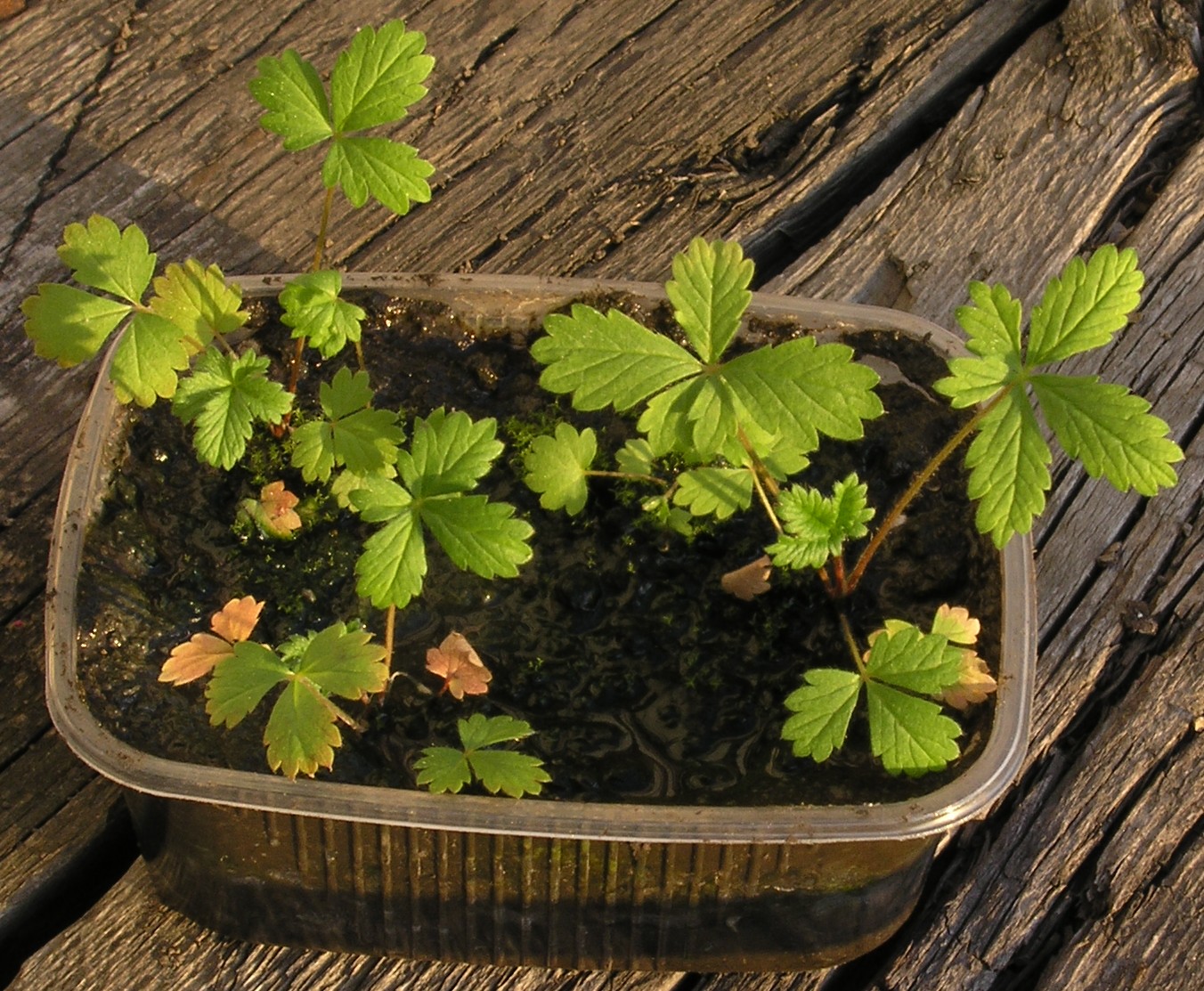 Image of Potentilla chrysantha specimen.