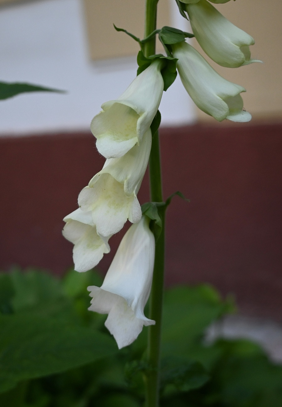Image of genus Digitalis specimen.